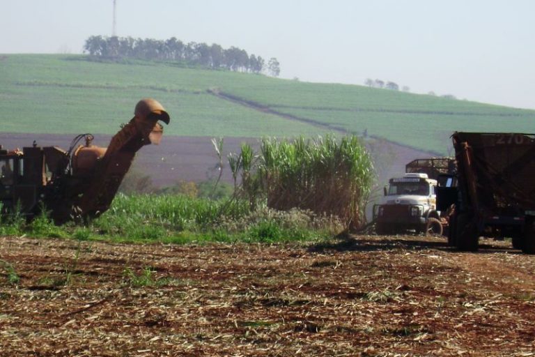 Colheita cana-Arquivo IAC
