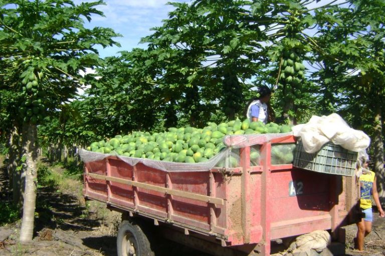 Colheita mamao-Embrap Mand Frutic-