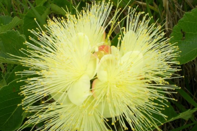 Flor pequi-Esalq-USP-corte