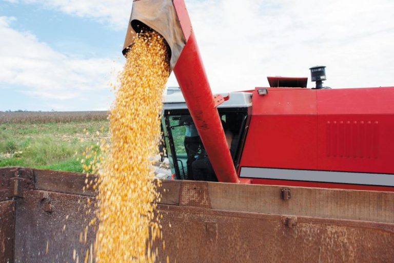 Foto Abertura 1-Milho