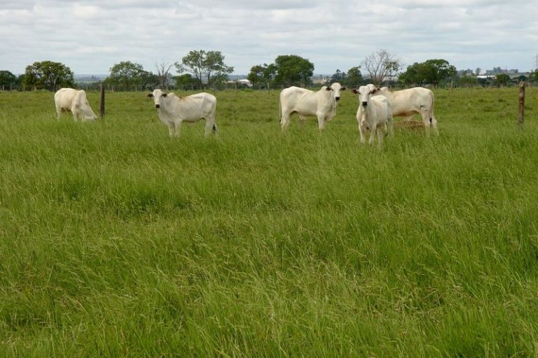 Gado pasto BRS Tupi cv Brachiaria Humidicola-Embrapa Gado CorteJPG