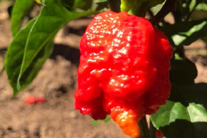 Pimenta_Carolina Reaper