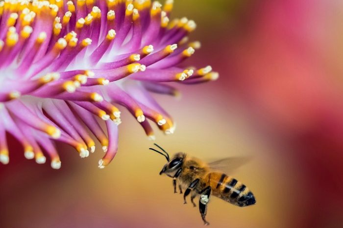 Polinizadores_Divulgacao_Site-de-fotos-gratuitas