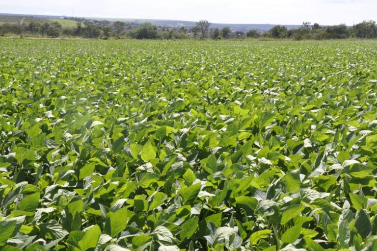 Soja superprecoce Cerrado-Clarissa Lima Paes-Embrapa Cerrados