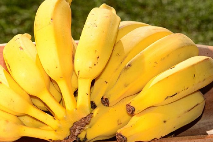 epagri_banana_organica