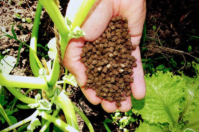 Efeitos da nutrirrigação em lavouras de café conilon - A Lavoura