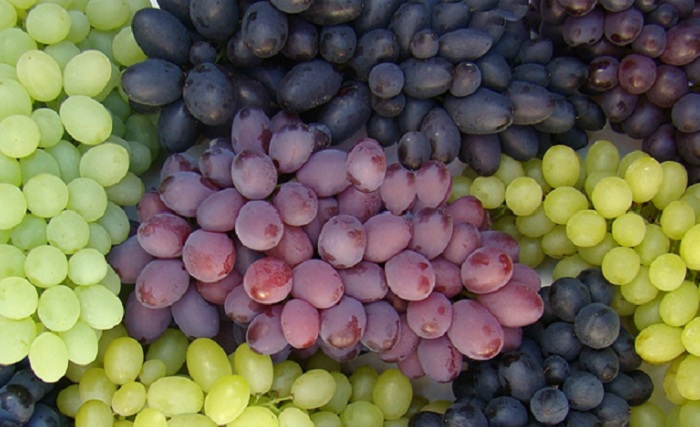 uva de mesa_embrapa