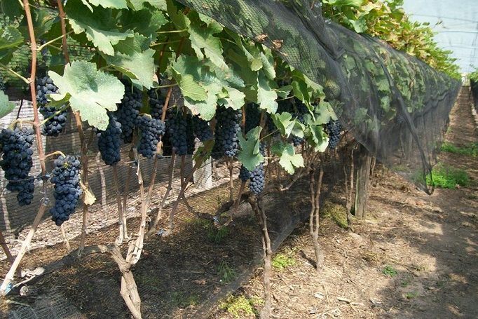 videira_Secretaria de Agricultura de São Paulo