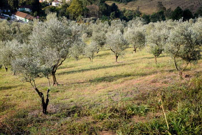 xylella fastidiosa epamig