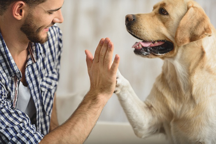 6 – Hi five com cachorro
