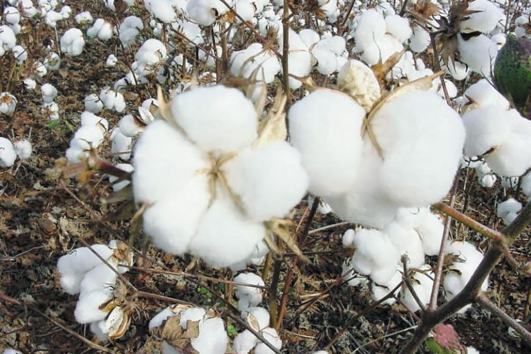 Algodao Branco-Embrapa
