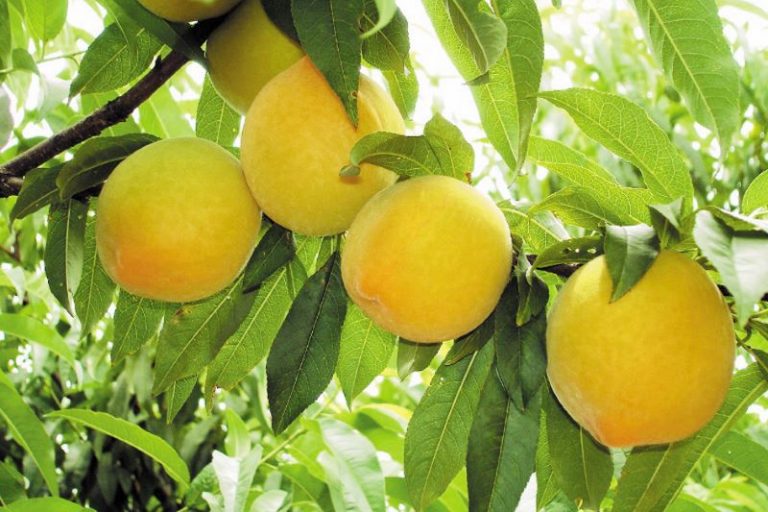 BRS Bonao-Foto Ciro Scaranari