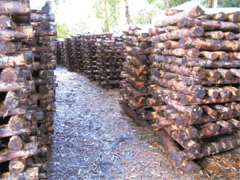 Cultivo de Shitake em toras  Incubação de troncos de cogumelo — Eightify