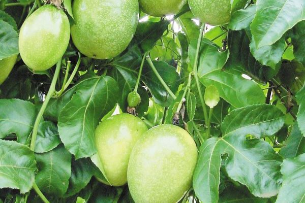 Maracuja Gigante Amarelo-Embrapa Cerrados