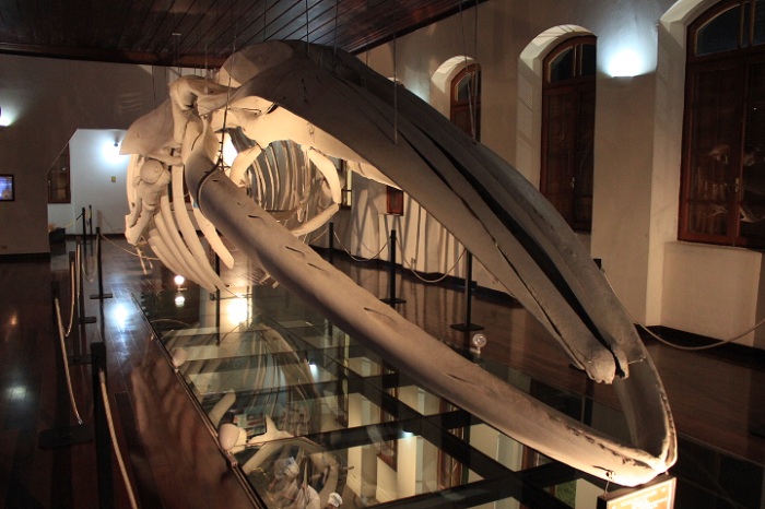 MuseuIP_IP_APTA
