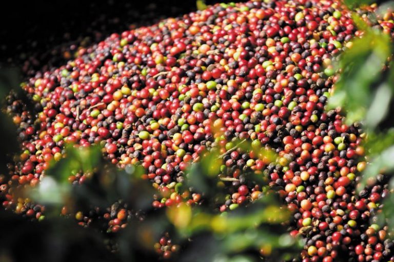 Norma Qualidade Cafe-MAPA