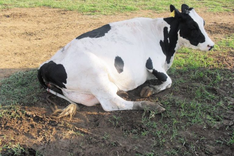 Vaca com problemas respiratorios