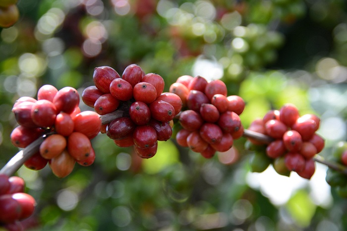 Cafés conilon e robusta somam 662 mil sacas enviadas ao exterior em um  único mês - Em Dia ES