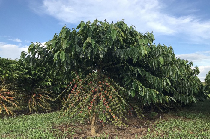 10º Simpósio do Produtor de Conilon – Conilon e Robusta no Brasil e no  Mundo – Cafe Conilon