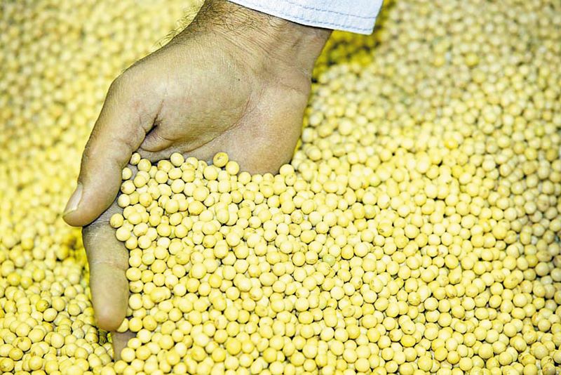 De nouvelles règles pour l'analyse des semences renforcent la compétitivité  du secteur - A Lavoura