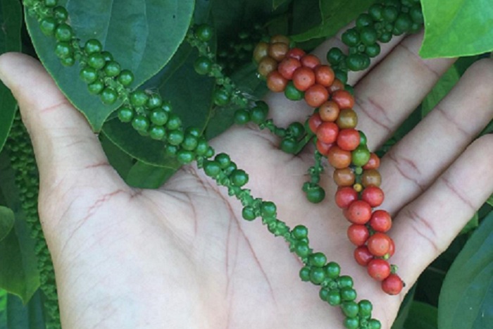 1 – Pimenta do reino 5