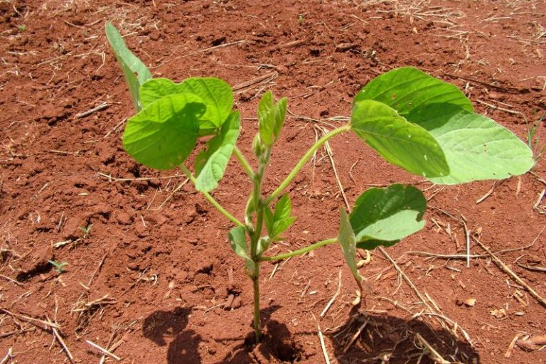 Planta em crescimento- Imprensa Fundacao Mato Grosso