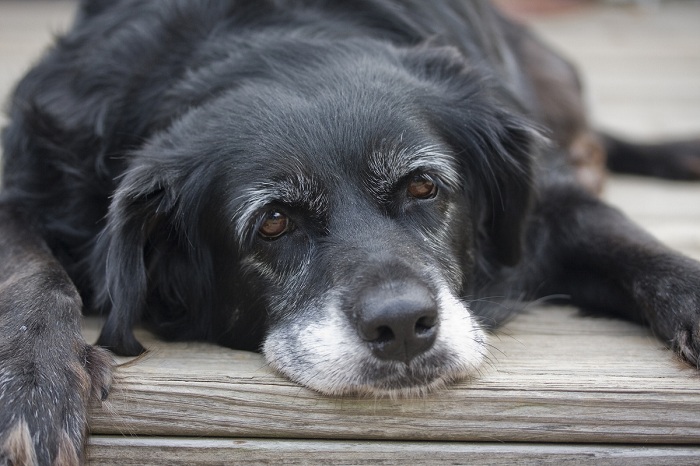 cão idoso_AdobeStock_121319270