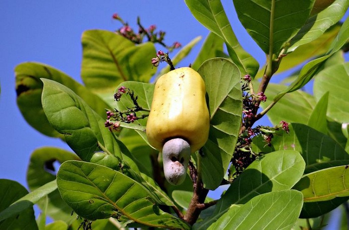 carne de caju1