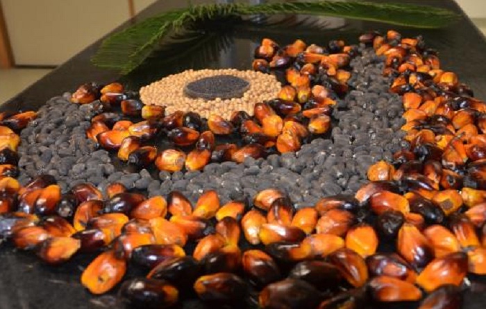 castanhas_embrapa