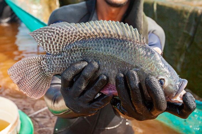 tilapia_embrapa