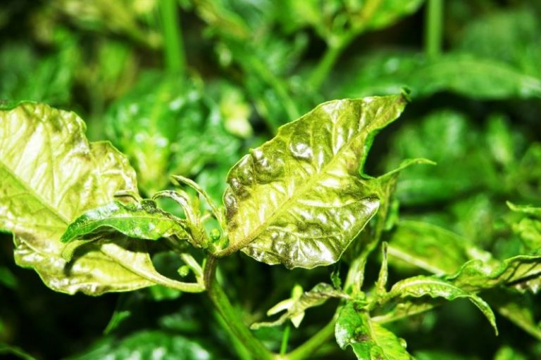 Atacada Acaro branco-Madelaine Venzon-EPAMIG