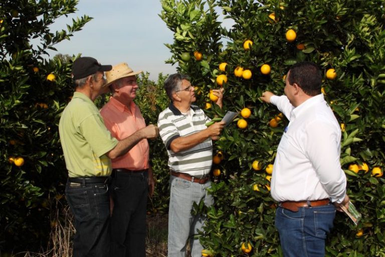 Citricultores Fundecitrus- Henrique Santos