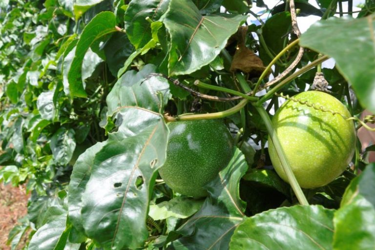 Lavoura com variedades da Embrapa-Clarissa Lima Paes