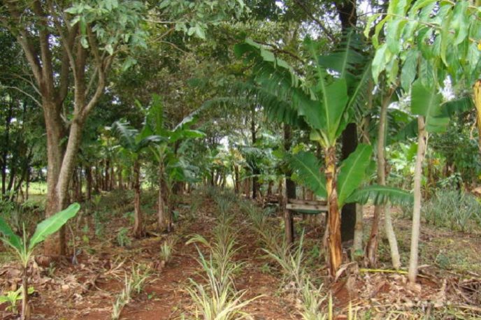 SAF_por SilviaZocheBorges