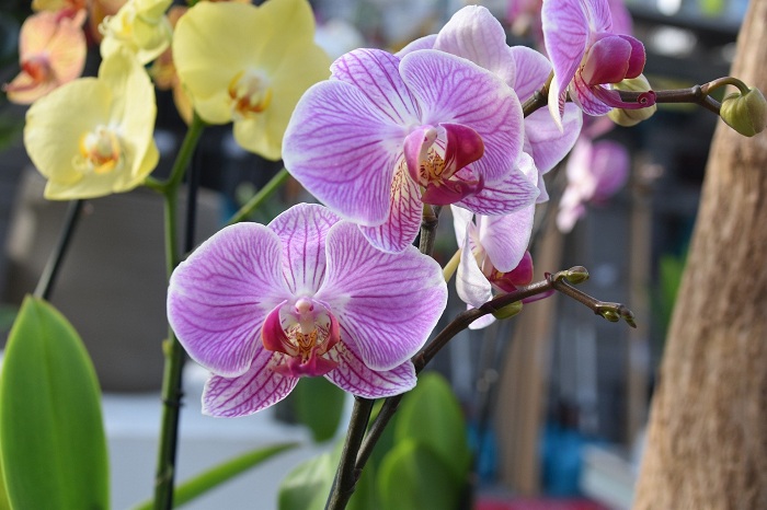 Confira dicas de plantio, adubação e irrigação de orquídeas - A Lavoura