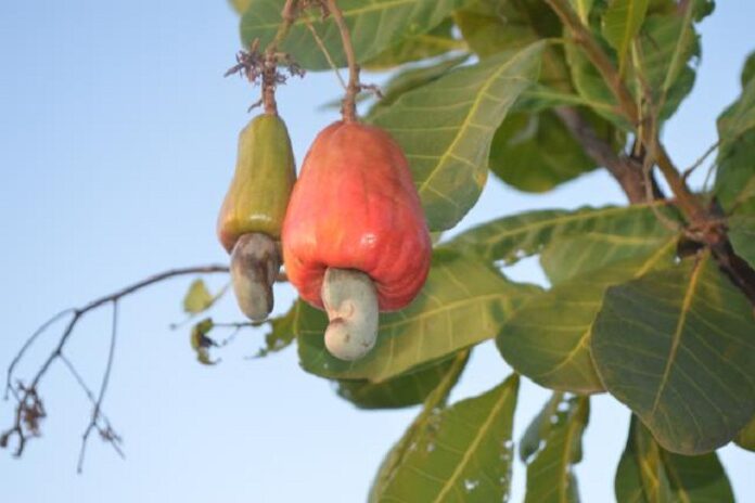 3 – IMG_002_Caju_Ricardo Moura