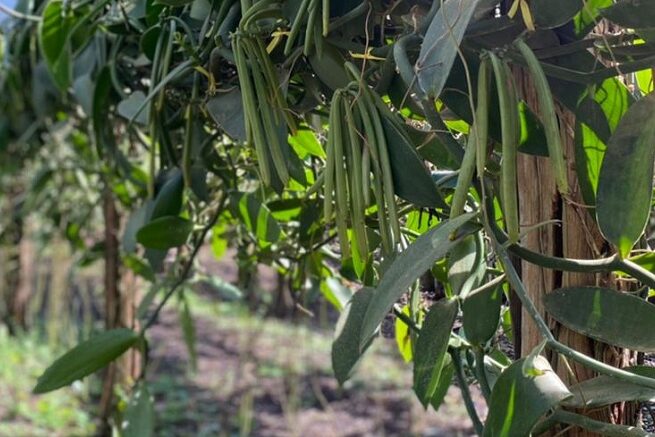 4 – IMG_003_BAUNILHA_ES