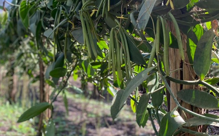 Cultivo de baunilha se destaca em terra capixaba - A Lavoura