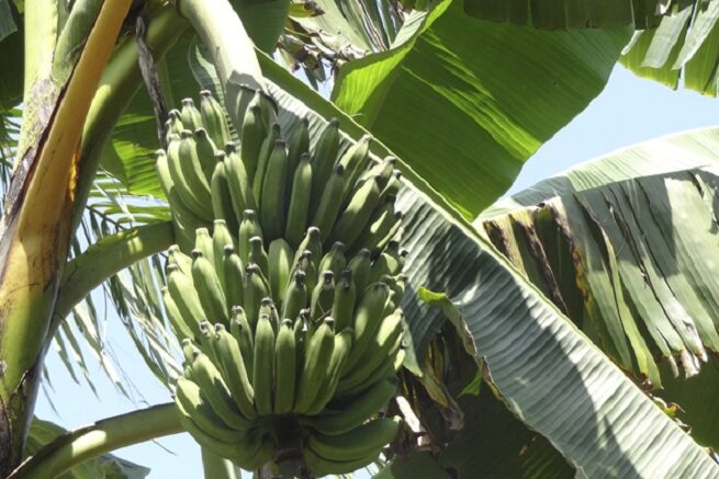 bananal orgânico_embrapa