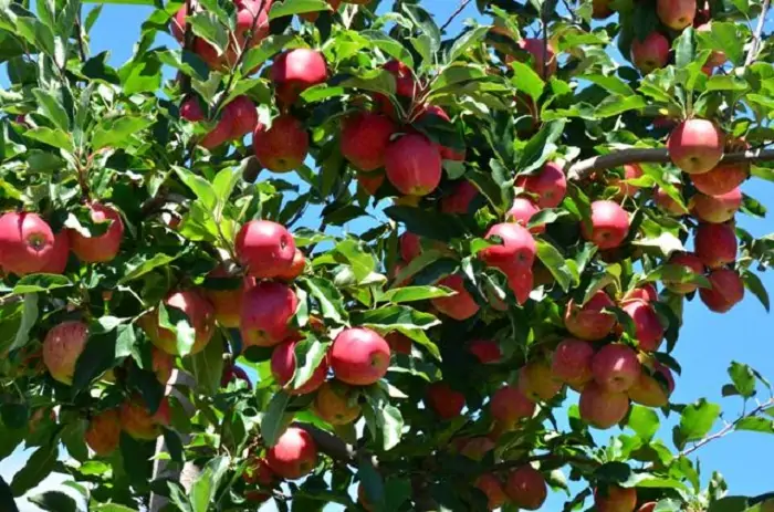 Fruticultura