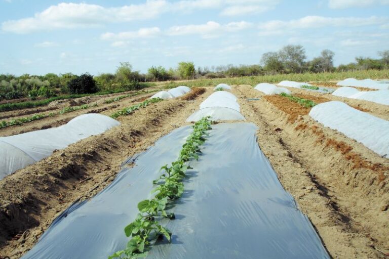 visao geral da area de testes com melao-Embrapa Semi-Arido