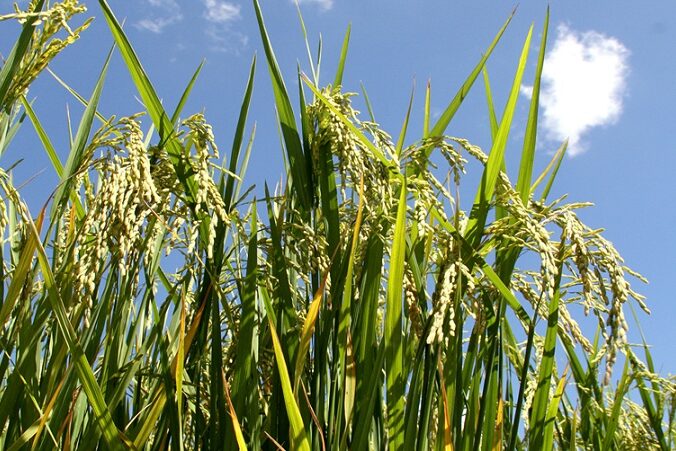 2 – IMG_001_ Foto Paulo Lanzetta_editado