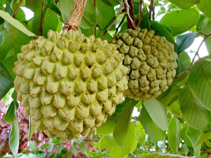 Saiba qual é a fruta típica do Cerrado que diminui risco de câncer e  fortalece economia de povos tradicionais, Mato Grosso do Sul