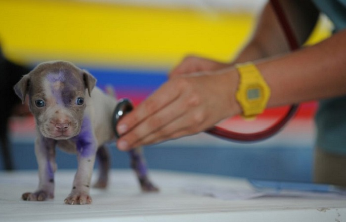 dog_ABB