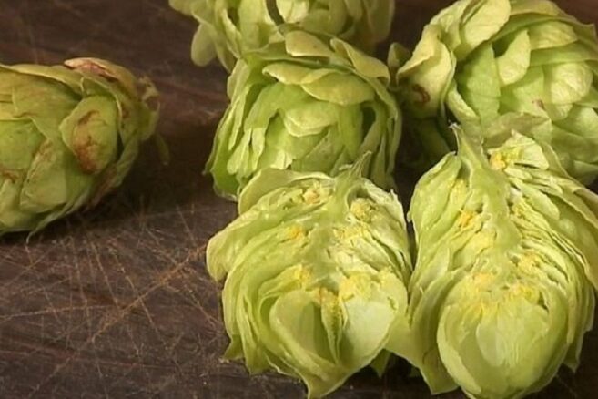 O lúpulo é uma cultura que vem se expandindo em função da popularização das cervejas artesanais, que usa lúpulo na preparação