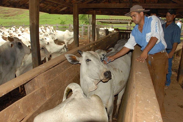 aftosa_agncia estadual de noticias
