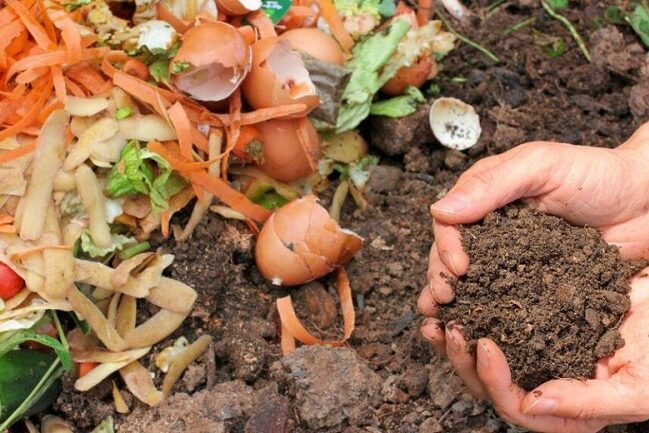 casca-de-ovo-nas-plantas-divulgação_AgÊncia Brasil