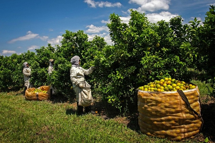laranja_Secretaria de Agricultura SP
