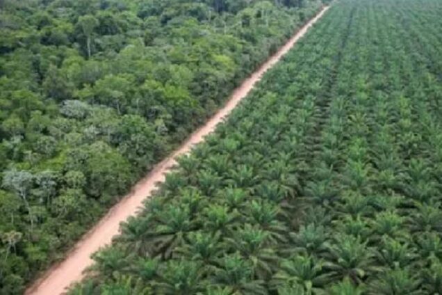 Agropalma-cultivo_CI-orgânicos