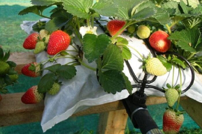 Crédito_Adriane Regina Bortolozo2